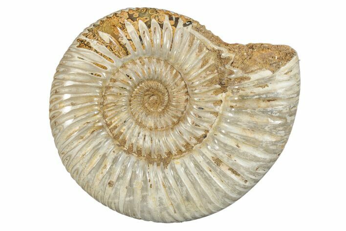 Polished Jurassic Ammonite (Perisphinctes) - Madagascar #273705